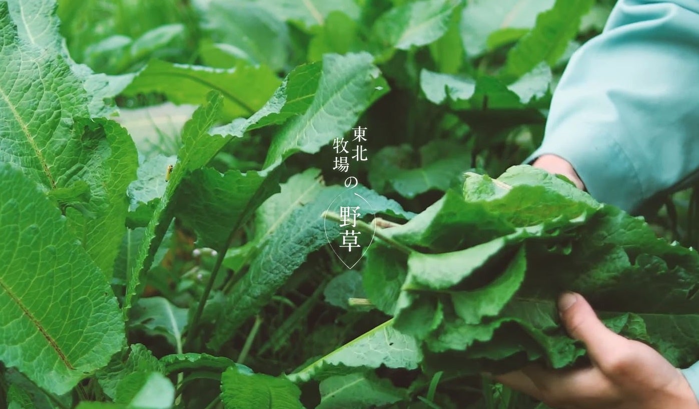 チーズと発酵“生”バターが隠し味。クリスマスホールケーキのようなパンケーキ新登場!長野県産苺とピスタチオの濃厚タルト、希少山椒“バタックペッパー”のしっとりチョコケーキ等、クリスマスデザートフェア開催