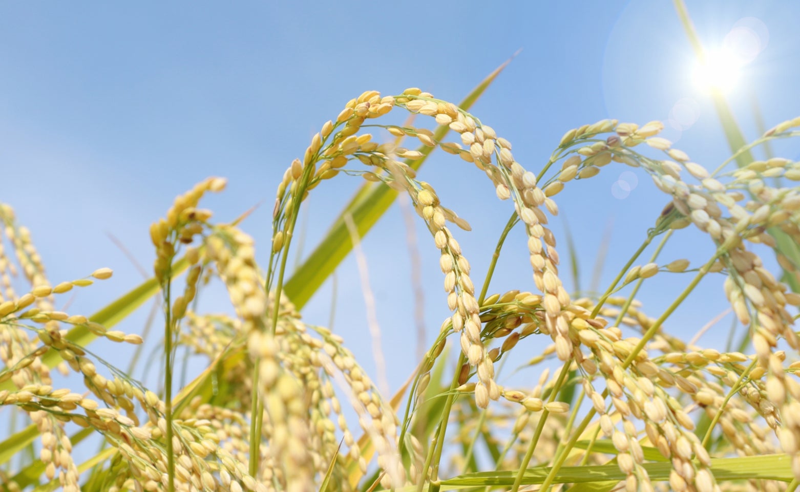 玄米の入門商品！炊飯器の白米モードで炊けるやわらかい原料使用『やわらか食感の玄米』を11月1日（火）新発売