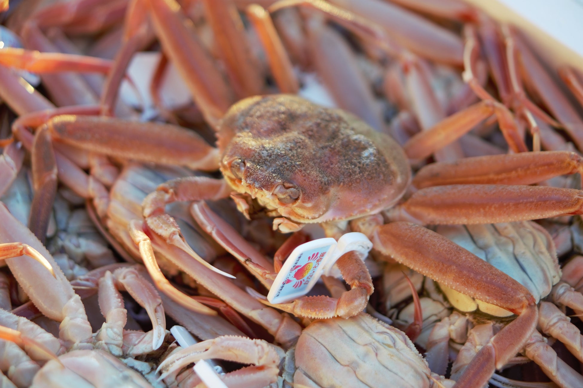 スヌーピーのアガベシロップが新発売！話題の低GIシロップをおしゃれなパッケージで楽しもう♪