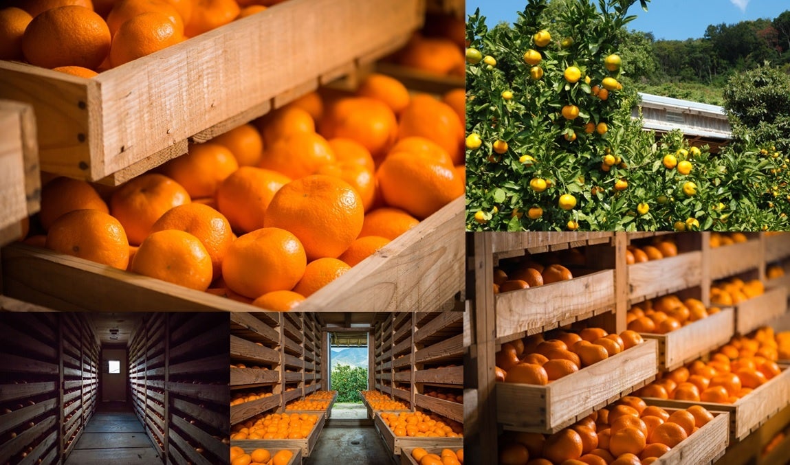 次世代フードテック、未利用資源「あかもく」スナックの開発に着手