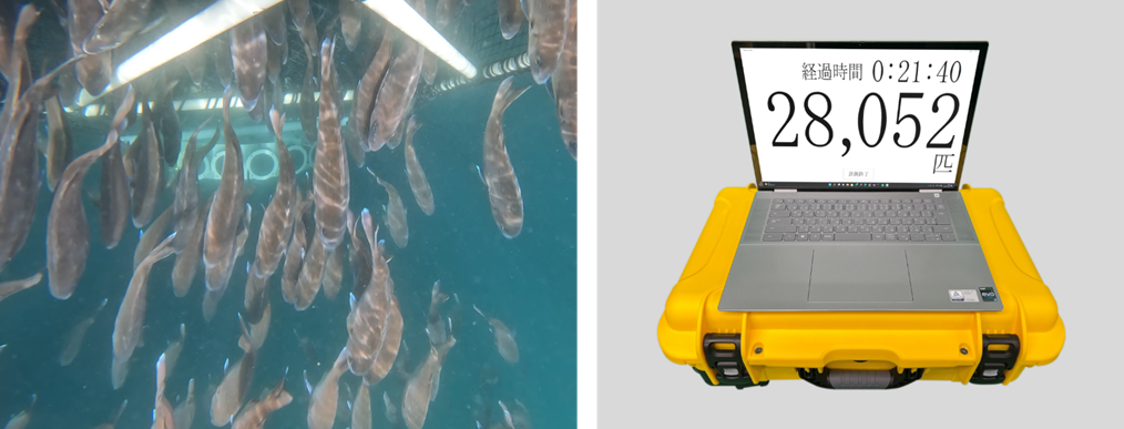 超音波式水中可視化技術を活用して養殖マダイの個体数自動計測に成功