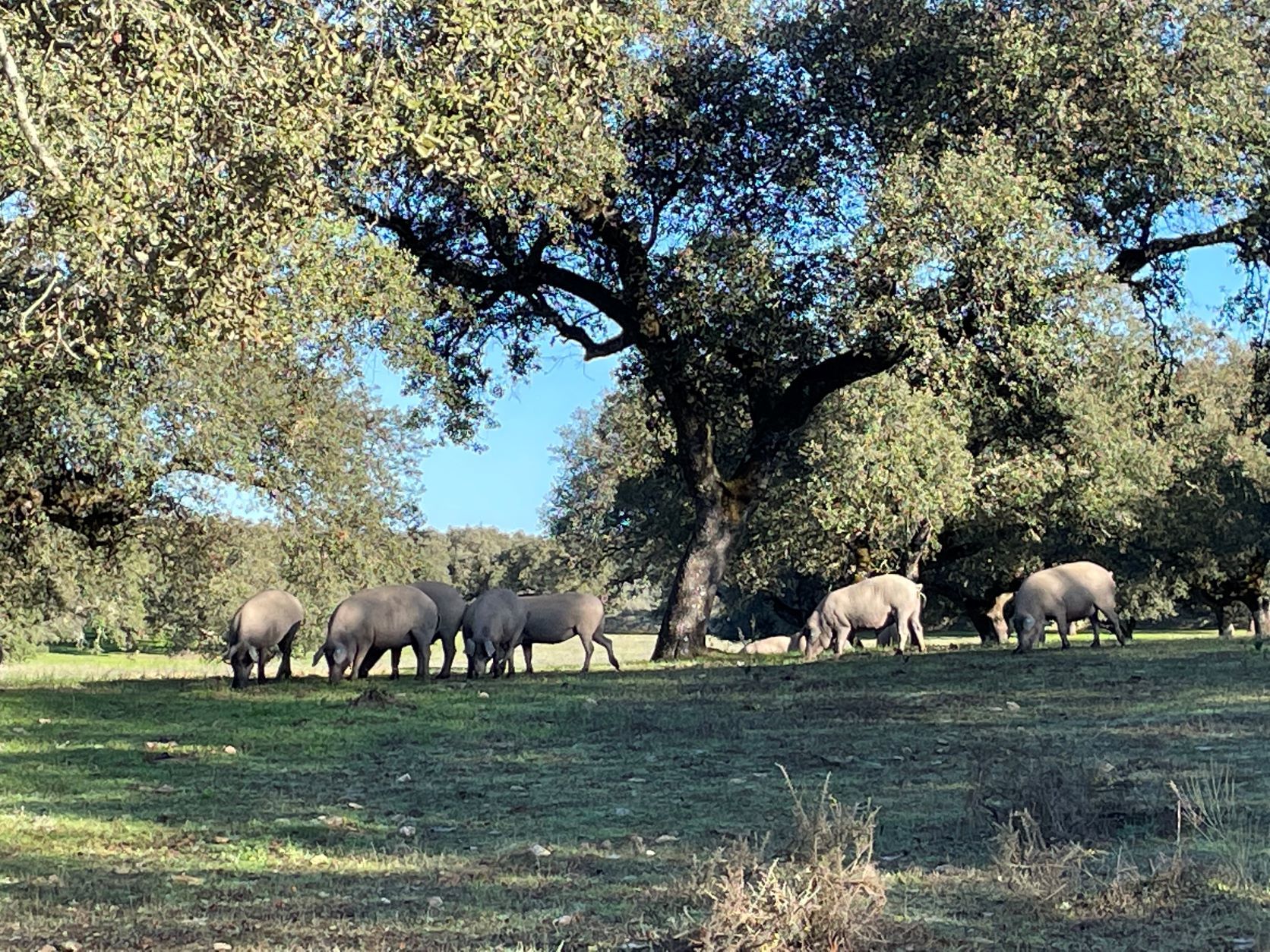 大分発・牛レバーなど提供する肉料理テイクアウト専門店が
イートイン開店を目指しクラウドファンディングを開始
