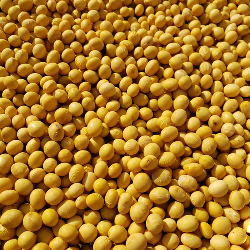 自然栽培大豆100％で作る、添加物など一切不使用の発酵食品
