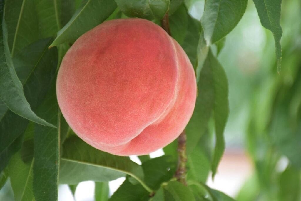 新春お年玉企画!「名代 宇奈とと」のTwitter・Instagramをフォローして「うな丼ダブル」の無料クーポンをゲット!