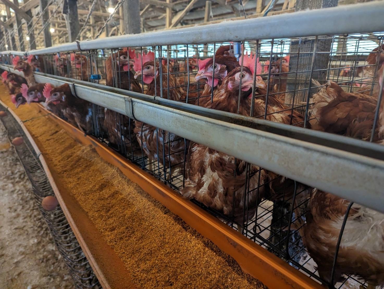 レッドロブスター沖縄北谷店は11周年を迎えます!