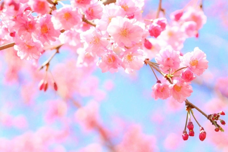 京都美山産 平飼いたまご「うちゅうの夜明け」のフラッグシップショップが京都・平安神宮道に4月14日（金）グランドオープン