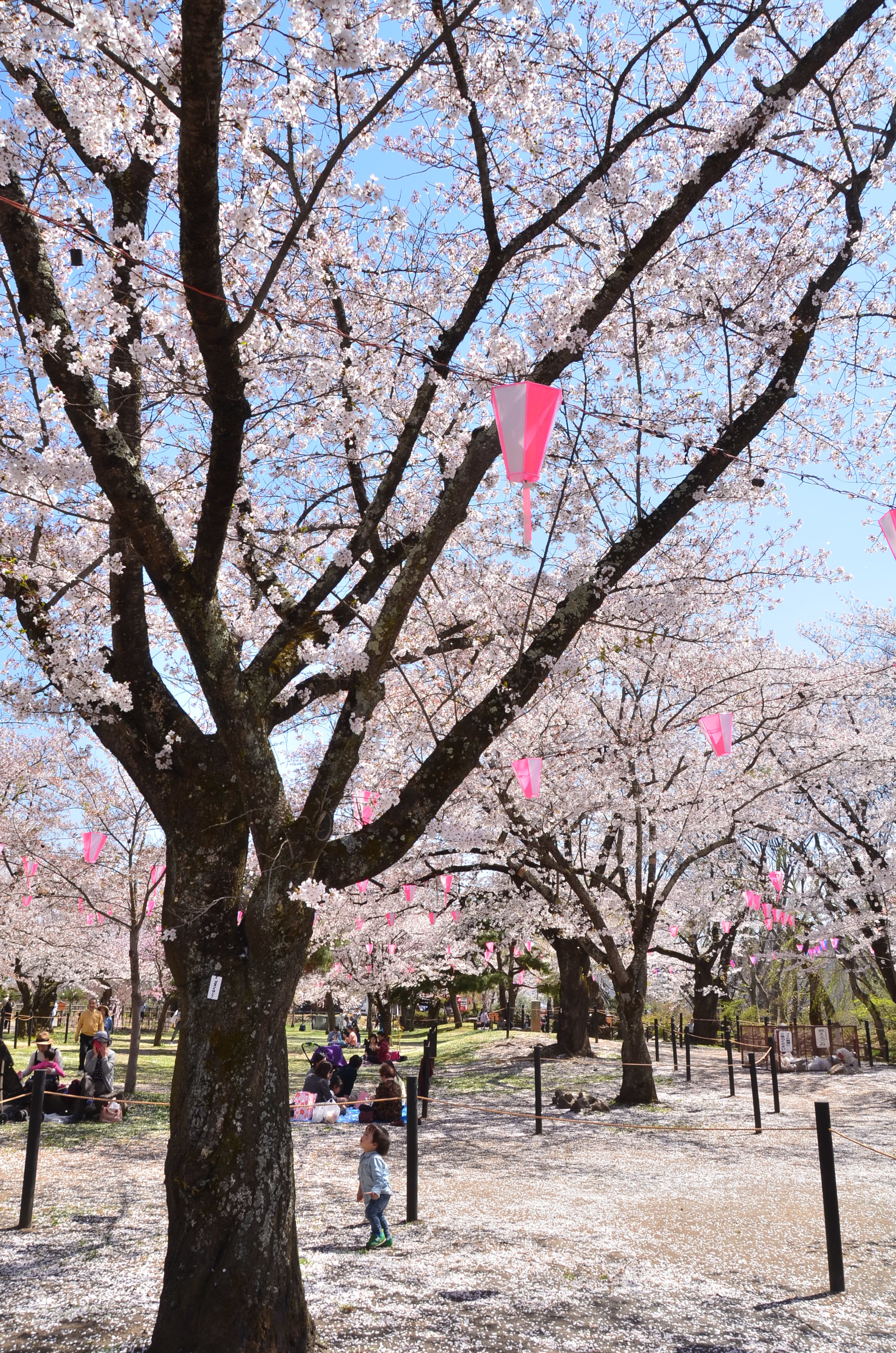 お花見と「こもろ」の美味しいを楽しむ
「KOMORO FOOD MARKET」も！
長野県小諸市 小諸城址懐古園「桜まつり」が開催