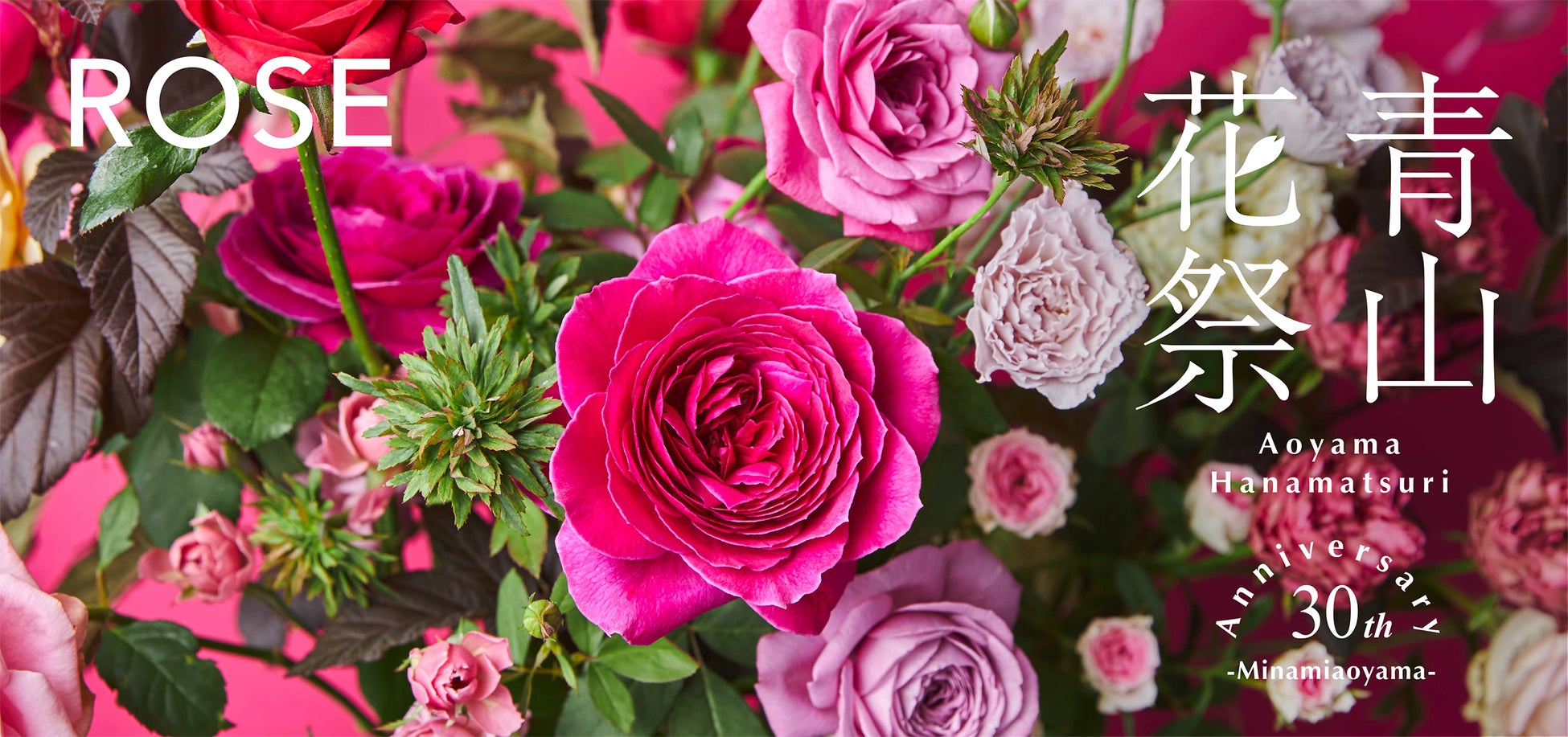【青山バラ祭り】一番人気のピンクのバラが100種類も勢揃い！