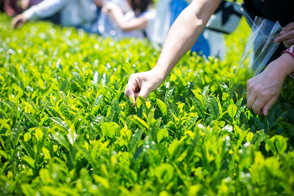 茶摘み体験＆新茶を味わう。5月2日（火）八十八夜「新緑園」みやざき新茶摘み体験開催