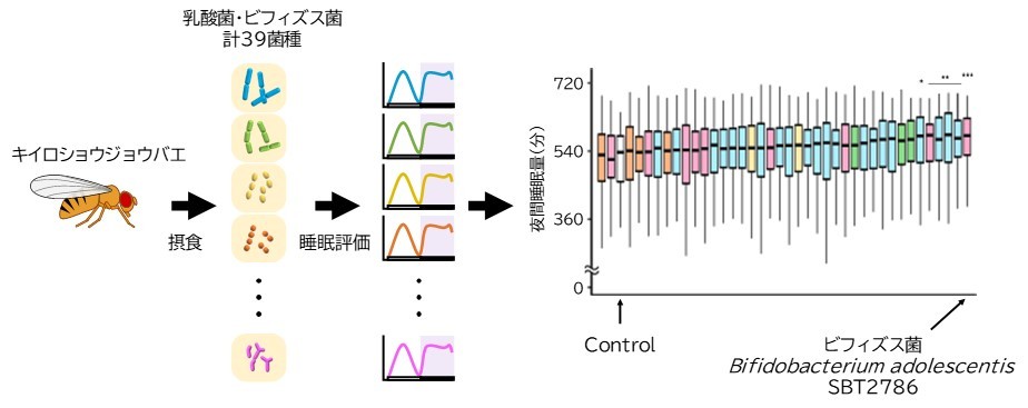 名古屋大学との産学協同研究講座において
ビフィズス菌 Bifidobacterium adolescentis SBT2786 が睡眠を促進することを確認
-学術雑誌「Genes to Cells」に掲載されました-