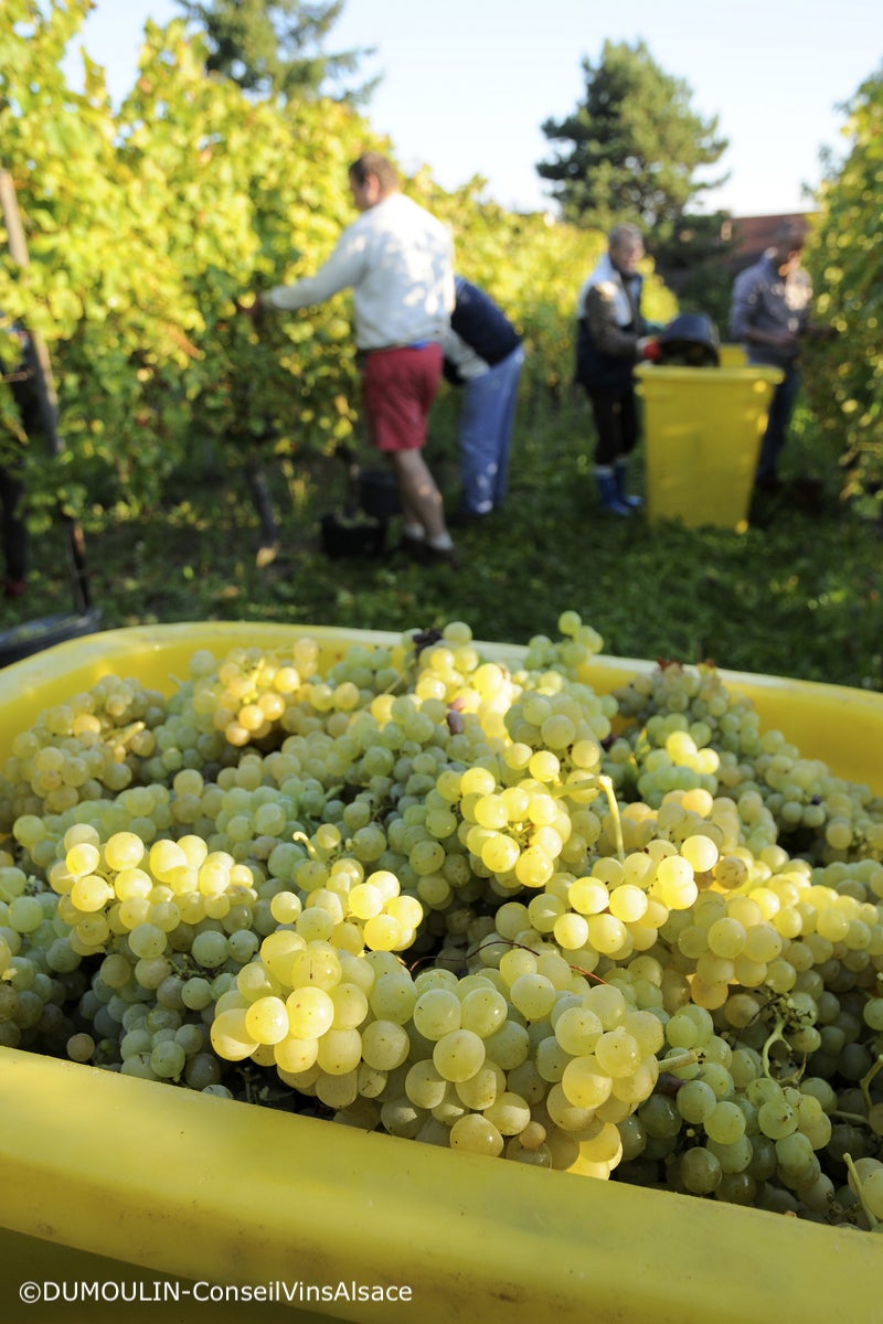 型にとらわれない日本酒造りへの挑戦「itonami(イトナミ)」発売