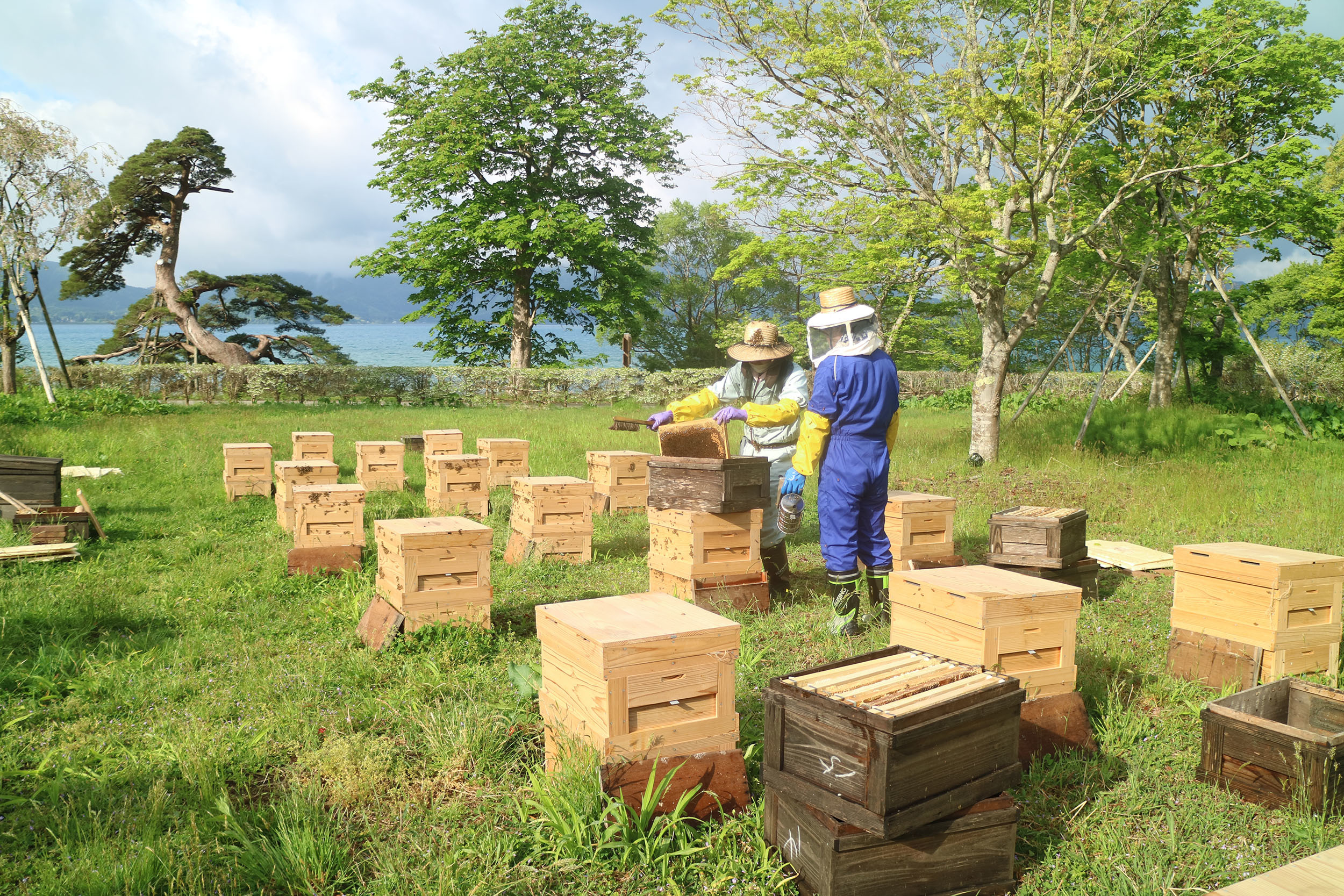 秋田県・田沢湖の蜂蜜専門店「山のはちみつ屋」　
5月下旬から採蜜を開始＆『ぷち養蜂場』の養蜂展示を再開