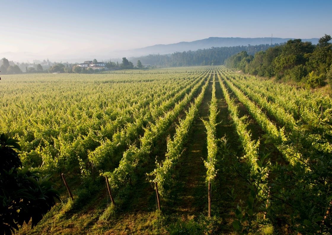 ポルトガル北部で生産される上質な「ヴィーニョヴェルデ・ワイン」