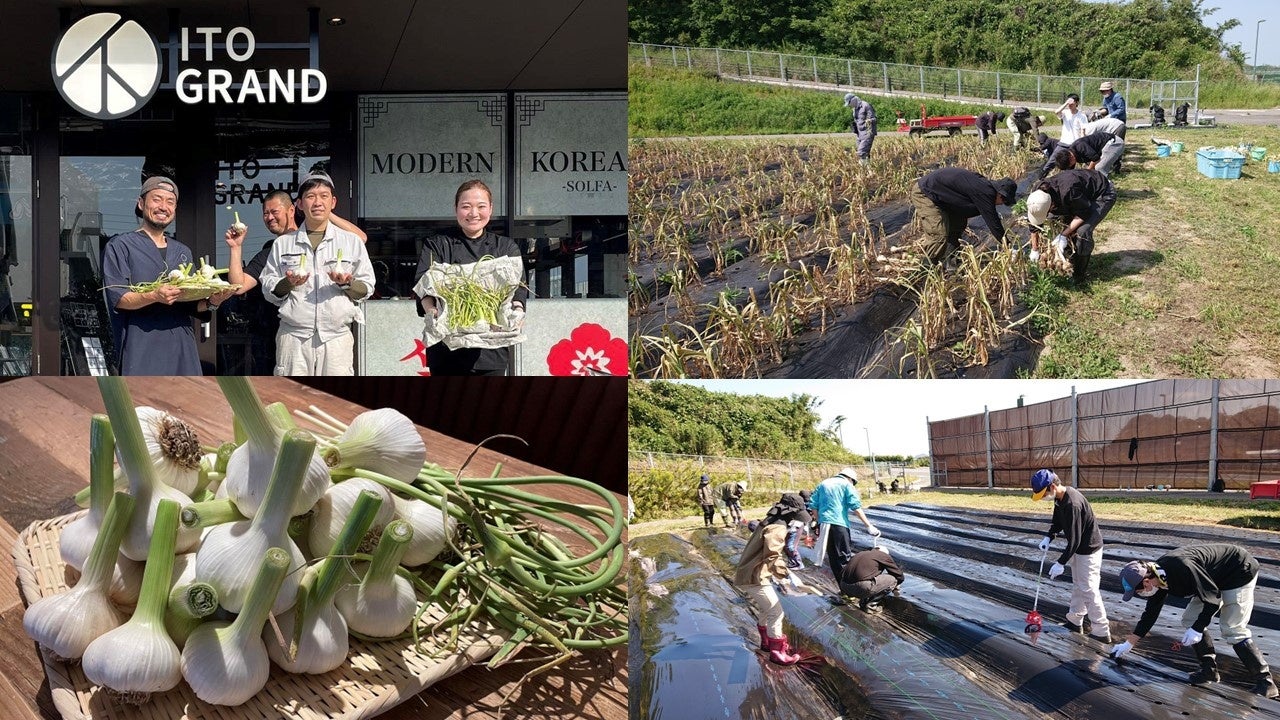 【産学連携】九大農学部附属農場で栽培したニンニクを使用するメニューを提供！「九大ニンニクフェア」を5月19日から開催します