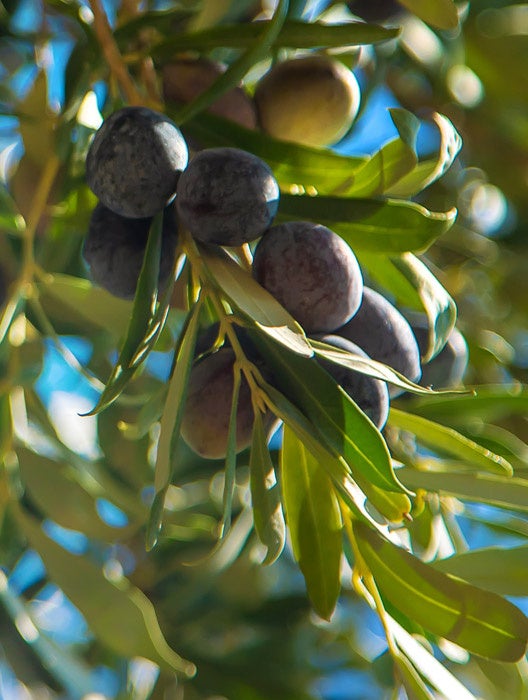 【ルイ·ヴィトン】ドーハ·ハマド国際空港に「Louis Vuitton Lounge by Yannick Alléno（ルイ·ヴィトン ラウンジ by ヤニック·アレノ）」をオープン