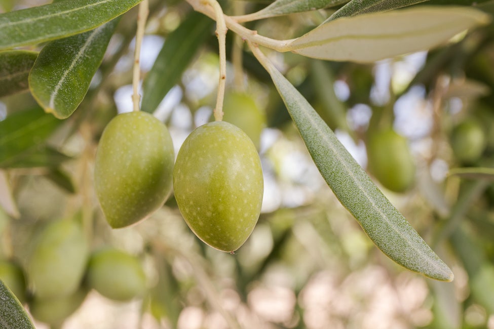 ハノイのおもてなし　カインチュア風フォー　新発売