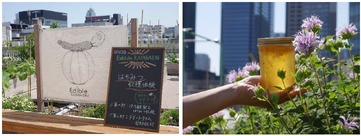Edible KAYABAENに咲く花々から採れた『KABUKAYAはちみつ』