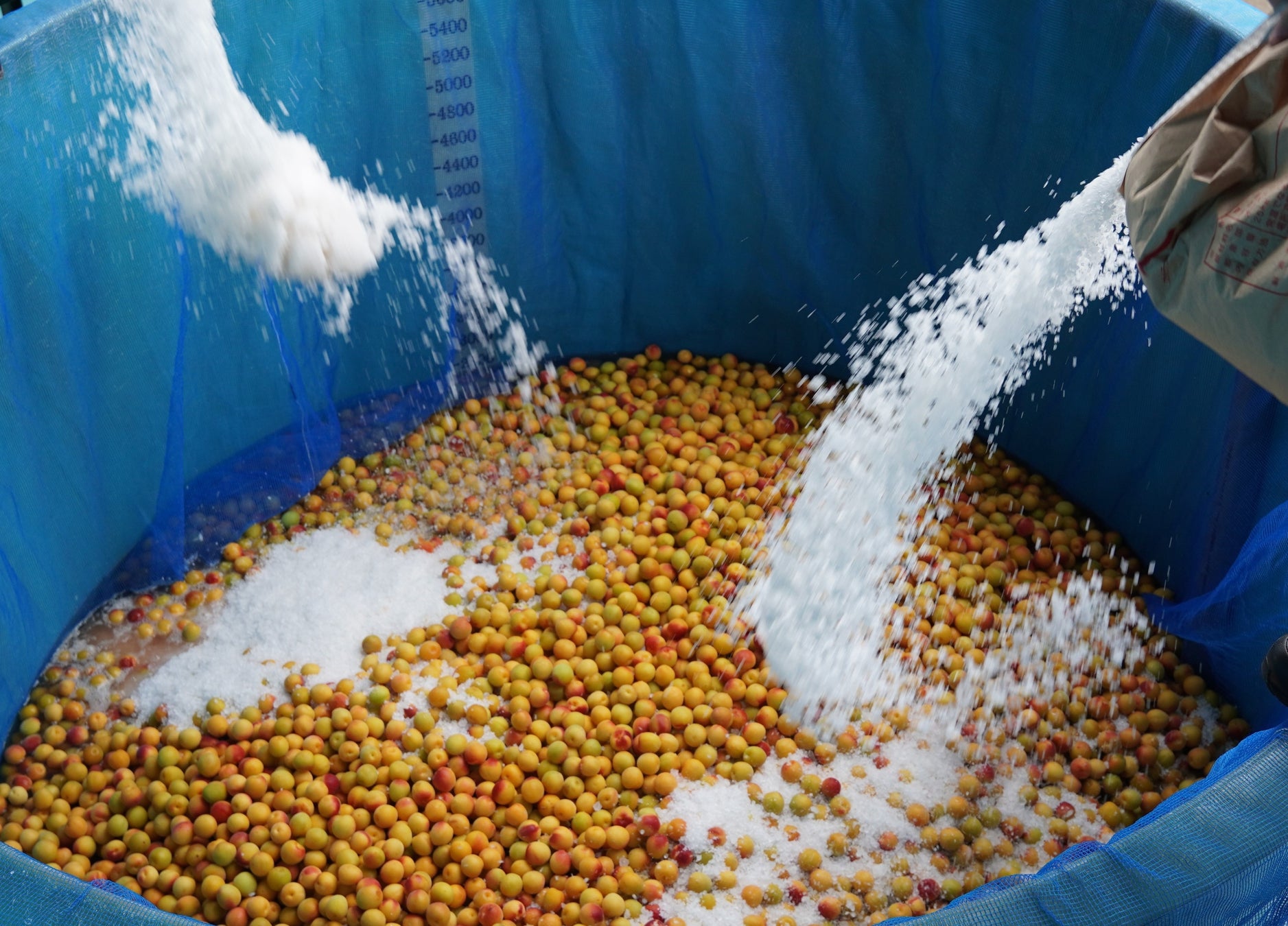 \イータリー湘南店2周年/ 地元の食材を使ったEATALY SHONAN BURGERが期間限定で7月1日から登場!