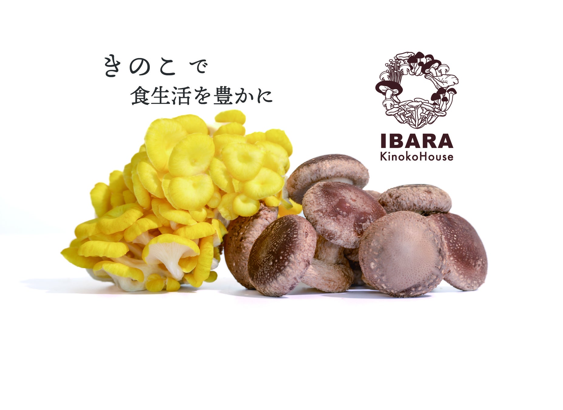 【広島県】“黄金きのこ”の新商品を発売！菌床栽培で循環型サステナブル農業