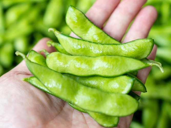 今年も登場！夏の贅沢「丹波篠山デカンショ豆」 日本農業遺産にも認定された、あの丹波篠山黒大豆の伝統的な栽培技術を 継承する生産者が育てる新しい夏の枝豆。
