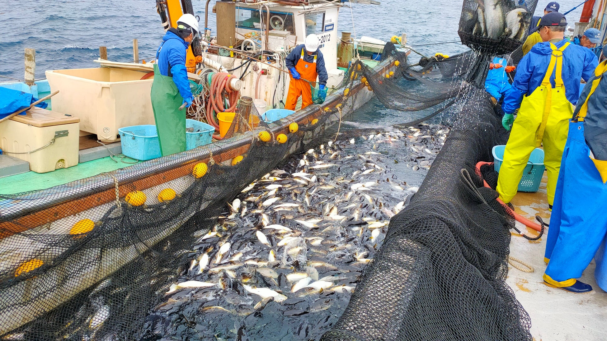 粟島浦村発のスタートアップ「リテラス」、粟島の鮮魚を飲食店などに直送する新サービス「粟島鮮魚直送便」の提供を開始