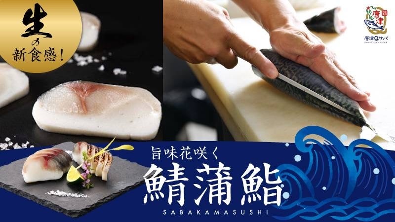 旨味花咲く生の饗宴！佐賀県唐津市が研究を重ねて生み出した「唐津Qサバ」×創作和食店「大志」の職人技により創り上げた『鯖蒲鮨』がmakuakeにて先行販売スタート！！