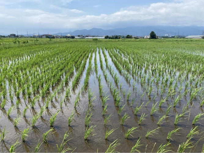 ＜SDGs田植えプロジェクト＞スタート 地域共生＆食品ロス削減へ・収穫米は運営ホテル旅館で提供