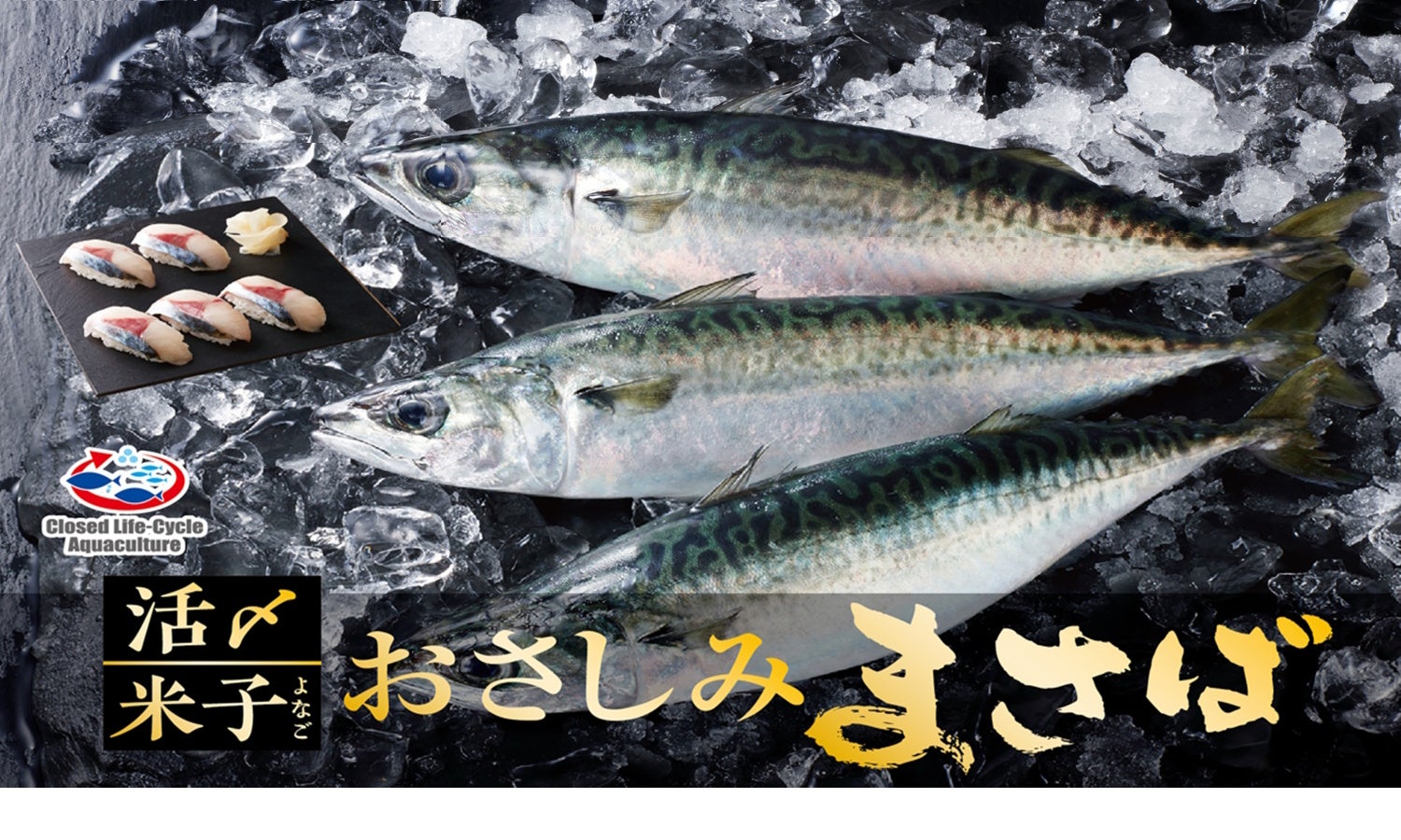 コロワイドMD、循環式陸上養殖魚「活〆（かつじめ）米子おさしみまさば」の販売をスタート