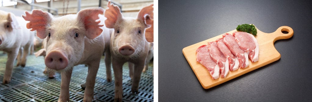独自の乳酸菌入り混合飼料「ゼオ・ラクト」を採用した農家が生産したブランド豚「ふくいポーク」を2023年8月上旬より販売開始