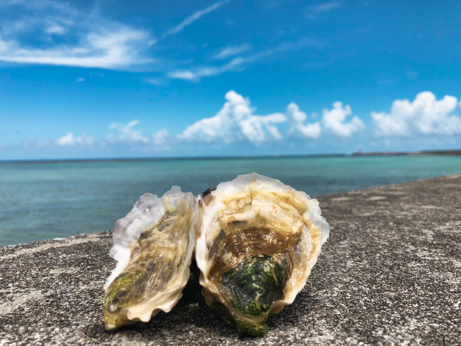 多くの人の記憶に残る「JAL 沖縄旅行キャンペーン」CM映像 33年の時を経て、米米CLUB「浪漫飛行」本人映像を8月8日よりDAM独占配信！