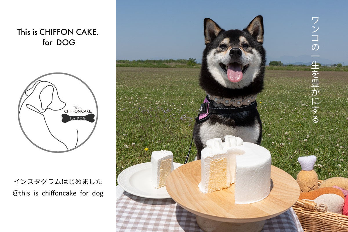 犬用シフォンケーキブランド「This is CHIFFON CAKE. for DOG」が公式Instagramアカウントを開設