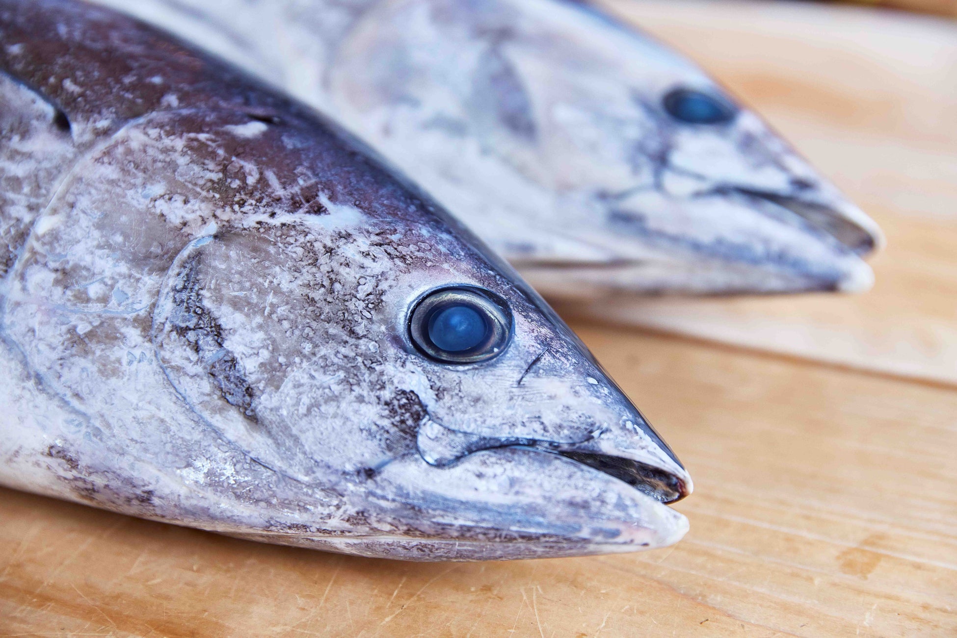 【ニュースレター】5年連続開催!期間限定の“いわし”料理も楽しめる『いわし祭』“いわしの日”にちなんで10月1日~4日の4日間で限定開催!