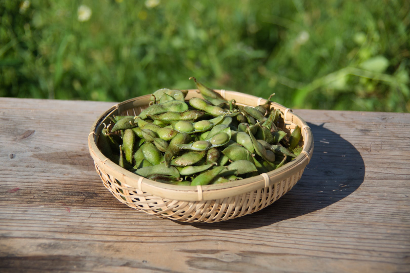 究極のスパークリング日本酒「菊泉ひとすじレイ」が発売開始となる