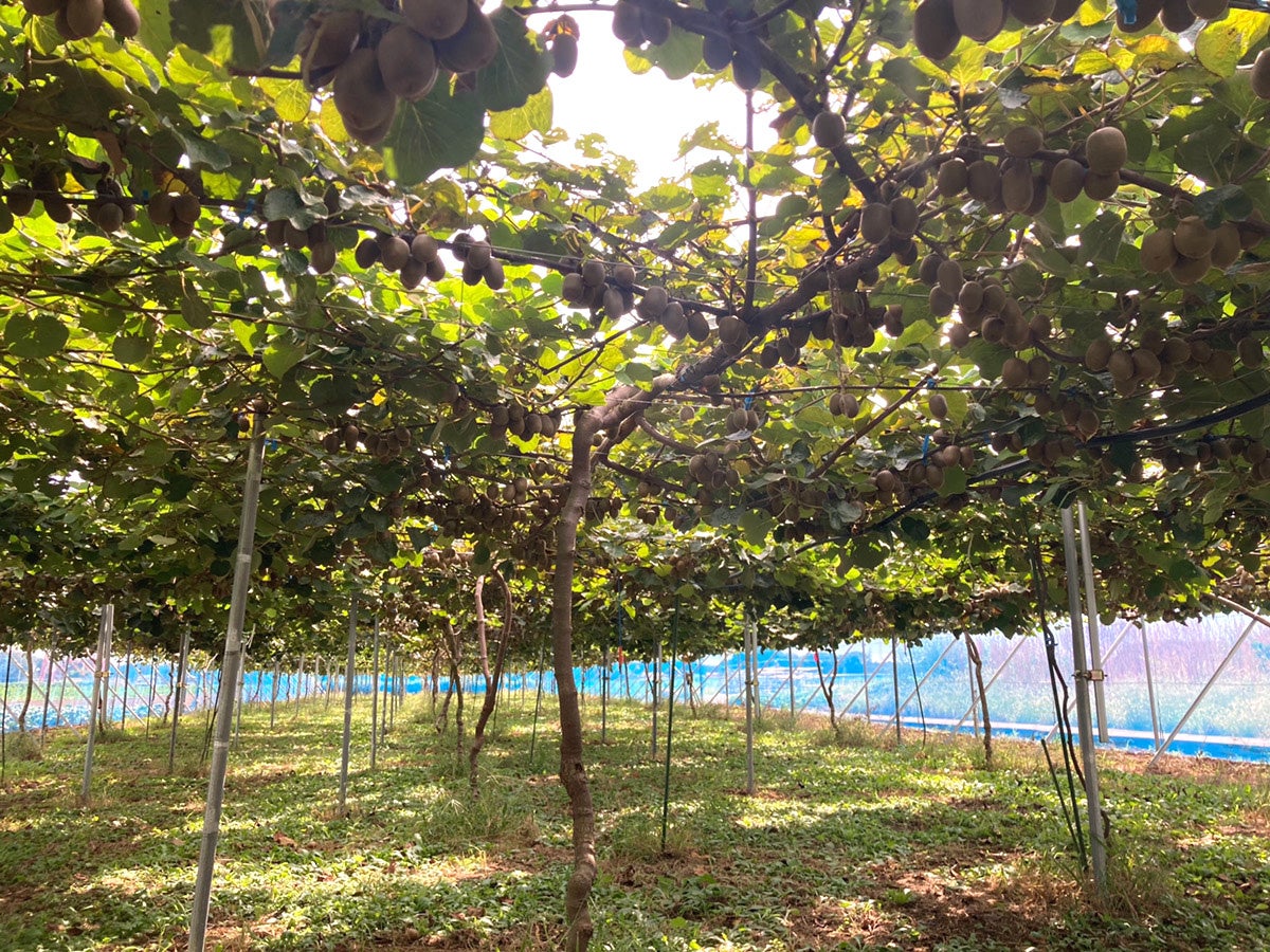 ヴィーガンクリスマスケーキ特集2023を開催！13ブランド・40種類以上を通販サイトで予約受付中！