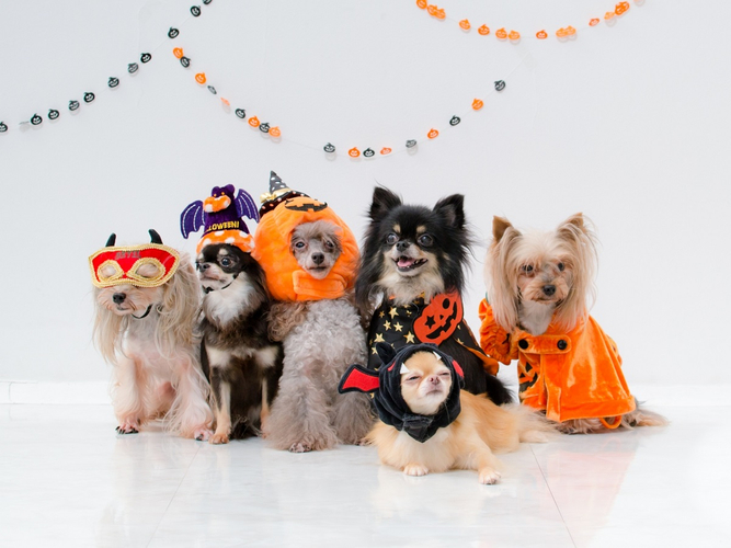 小諸蒸留所 秋の新作メニューのお知らせ