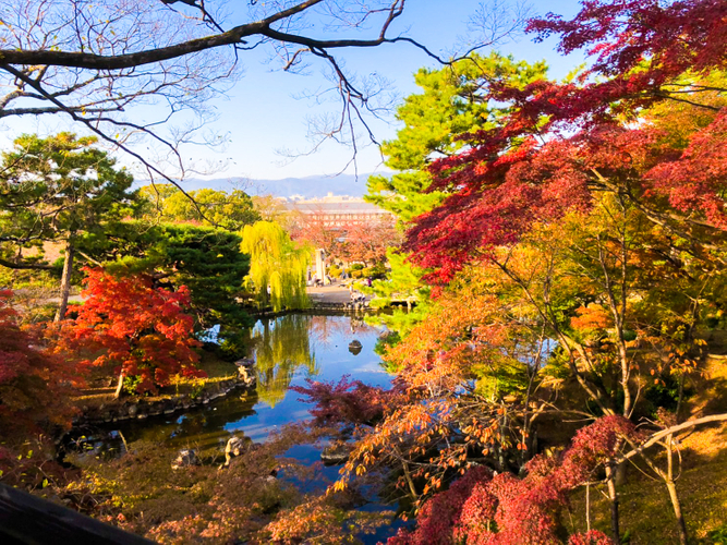 圧巻の紅葉を眺めながらお団子を味わえる祇園の和モダンカフェ「eXcafe祇園八坂」
