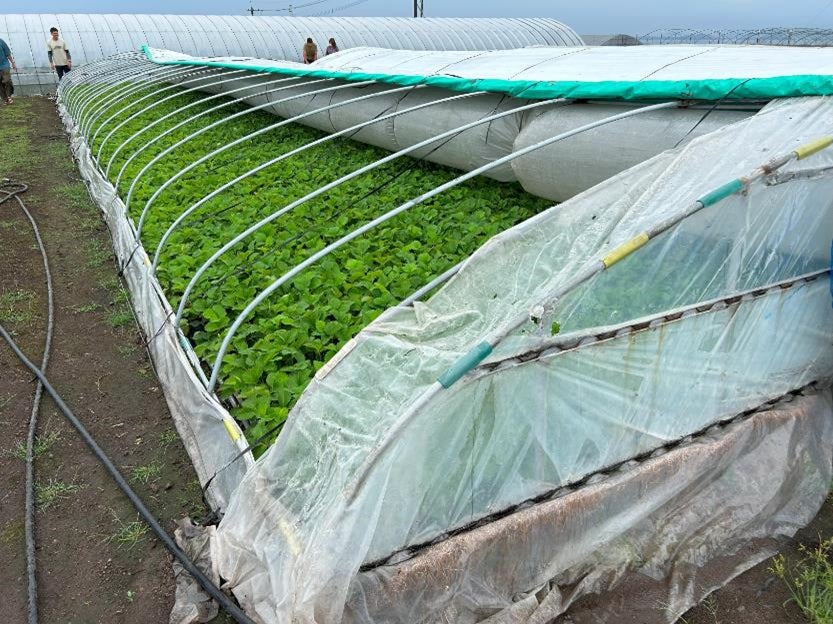 「酔わないThe CHOYA」新CM完成　福地桃子さんとモコゾウが2年ぶりに再共演