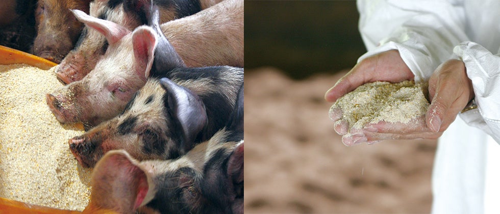 豚に与える飼料用米給餌量を約1.2倍に引き上げた「日本の米育ち 平田牧場 三元豚」を3月から共同購入