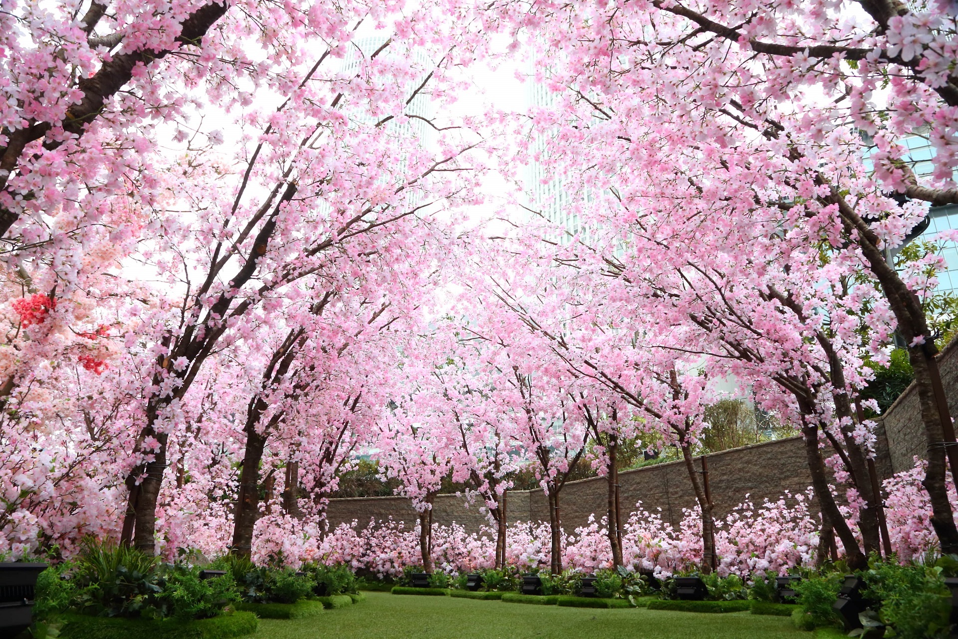 滋賀でワンちゃんと思いっきり“春”を楽しむ！愛犬と一緒にお出かけできるおすすめスポット10選