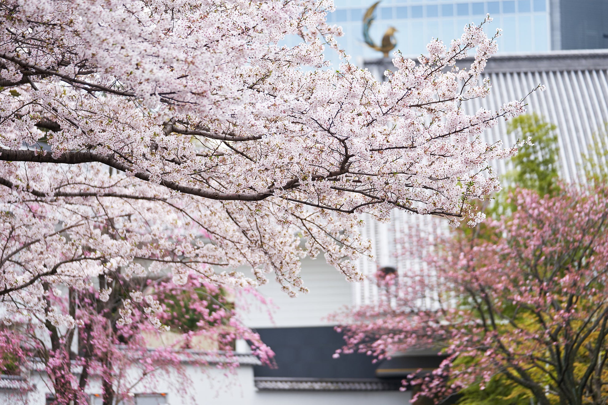 【ホテル雅叙園東京】桜並木の老朽化問題を支援