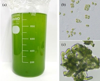 『乳酸菌が生きているフローズンヨーグルト プレーン』2024年4月1日（月）より全国のコンビニ・スーパーで発売開始