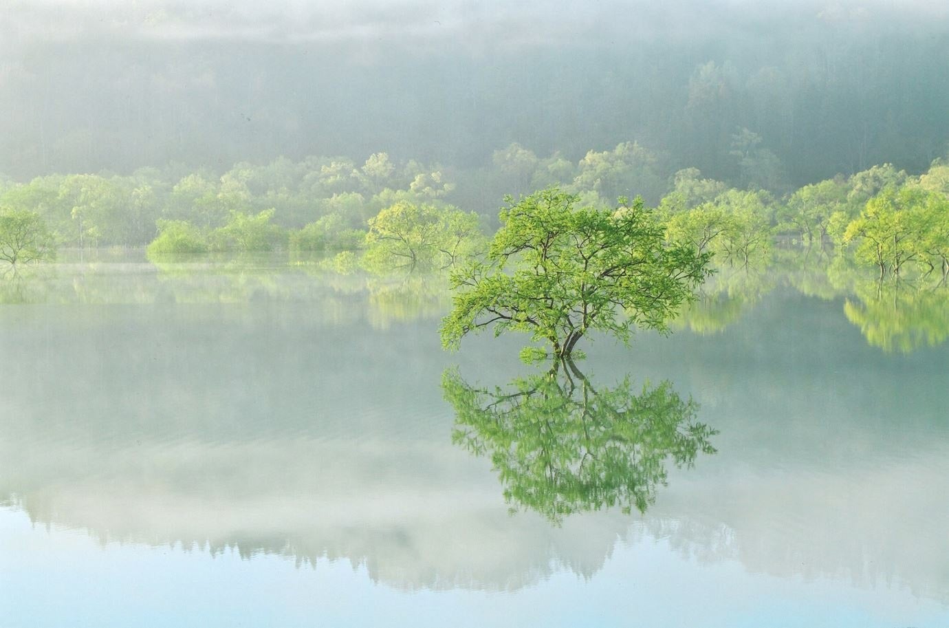 春限定 山形県の奇跡の絶景映えスポット 今シーズンの 「白川湖の水没林」について
