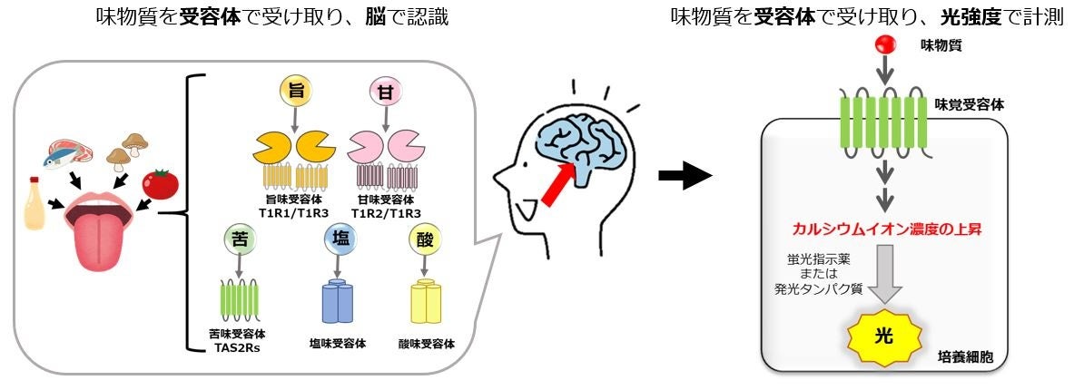 ピーマンの苦味を感じるメカニズムの一端を解明。同時に卵黄タンパク質がピーマンの苦味を抑制する可能性も示唆