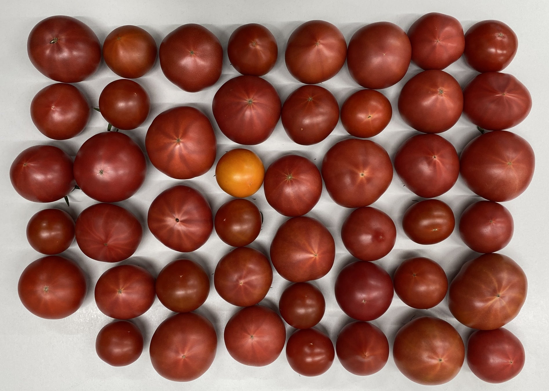 『ダンジョン飯』オリジナルクラフトコーラ「マンドラコーラ」が予約開始！