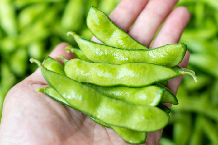 夏の贅沢「丹波篠山デカンショ豆」予約販売開始。 日本農業遺産にも認定された、あの丹波篠山黒大豆の伝統的な栽培技術を 継承する生産者が育てる夏の枝豆。