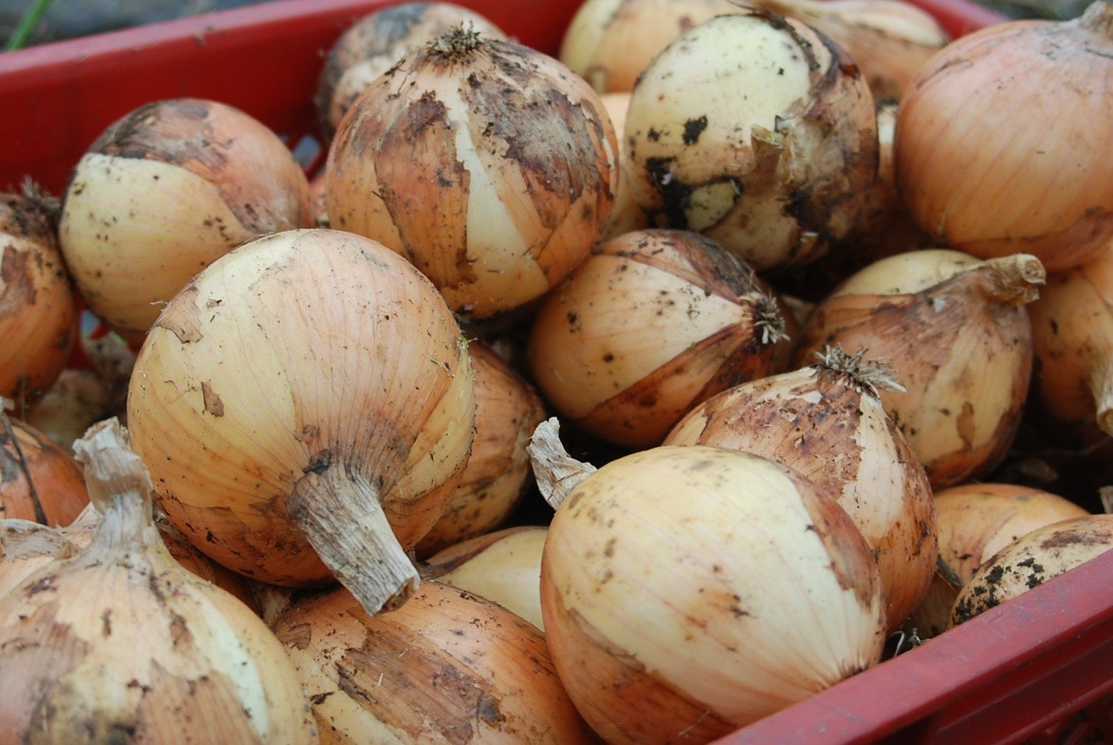 【3日で錬成！】自宅で作る自分だけの樽熟成酒　『本物のウイスキー樽材使用の酒熟成キット』＃酒ハックの第2弾！　本日6/27(木)よりMakuakeにてクラウドファンディング受付開始