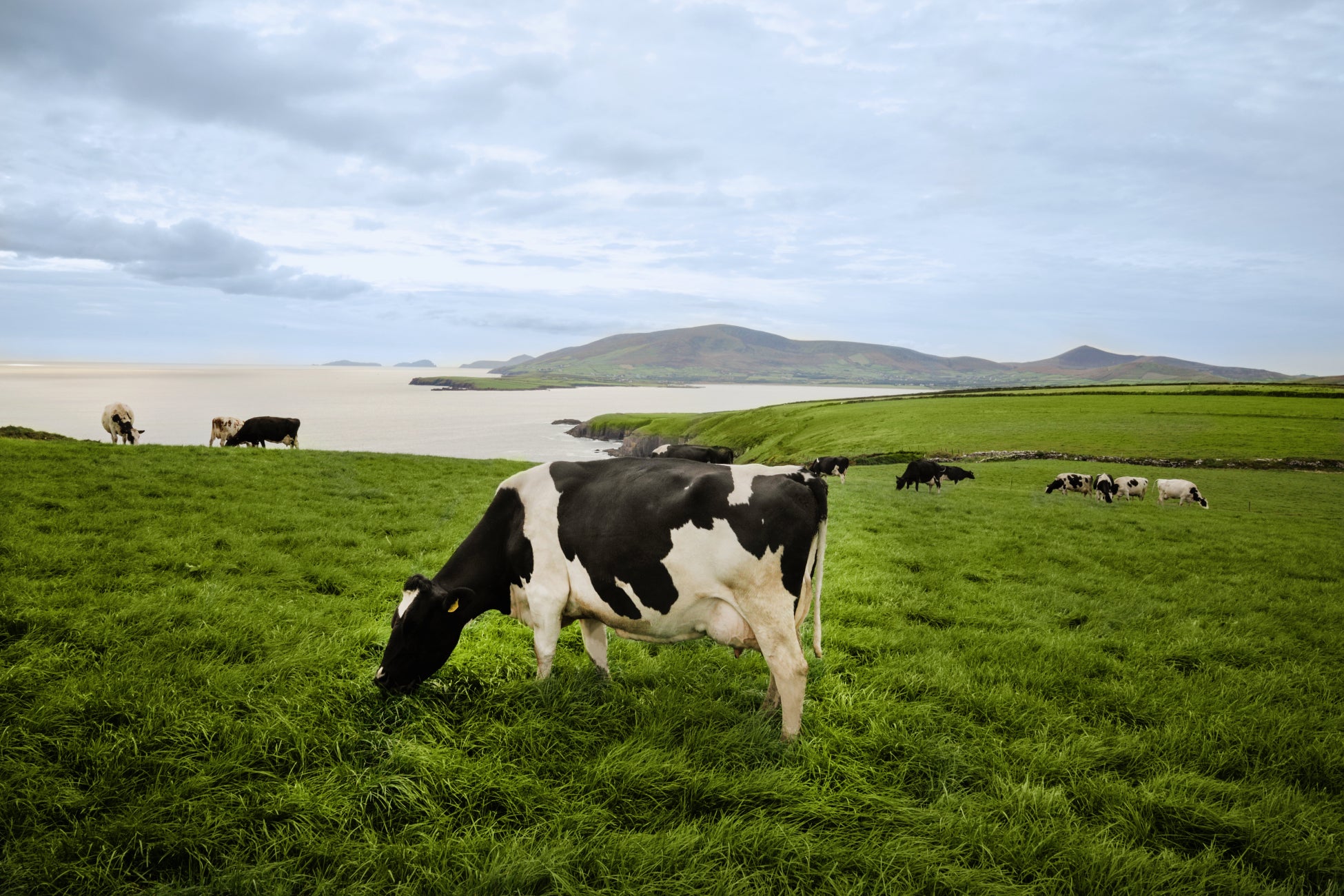 アイルランド政府食糧庁Bord Bia（ボード・ビア）　2023年度　対日乳製品輸出量12%増(*)　サステナブルで高品質なアイルランド産乳製品を安定供給