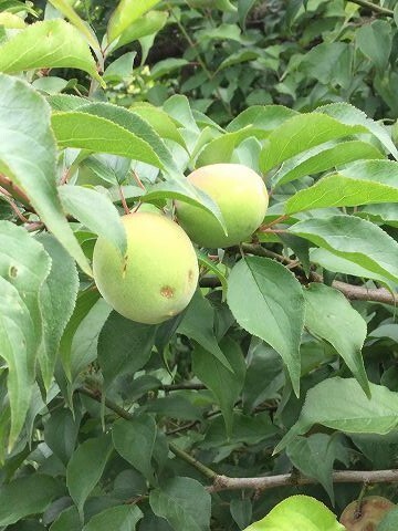 梅の収量が昨年対比7割減！和歌山の老舗梅干しブランド
「五代庵」が2024年の梅の収穫の実情を報告