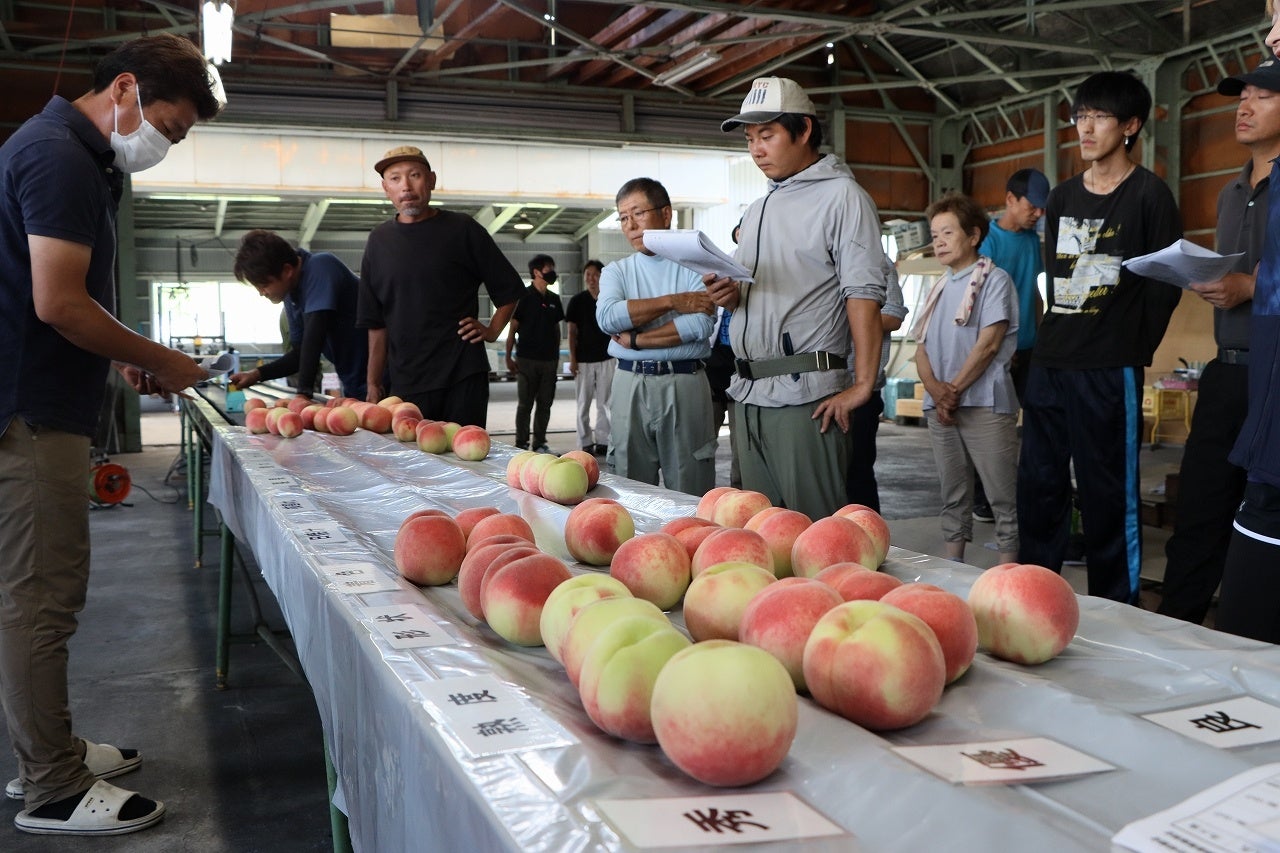 【岐阜県高山市】飛騨桃「白鳳・早生桃」の目揃え会が開催されました