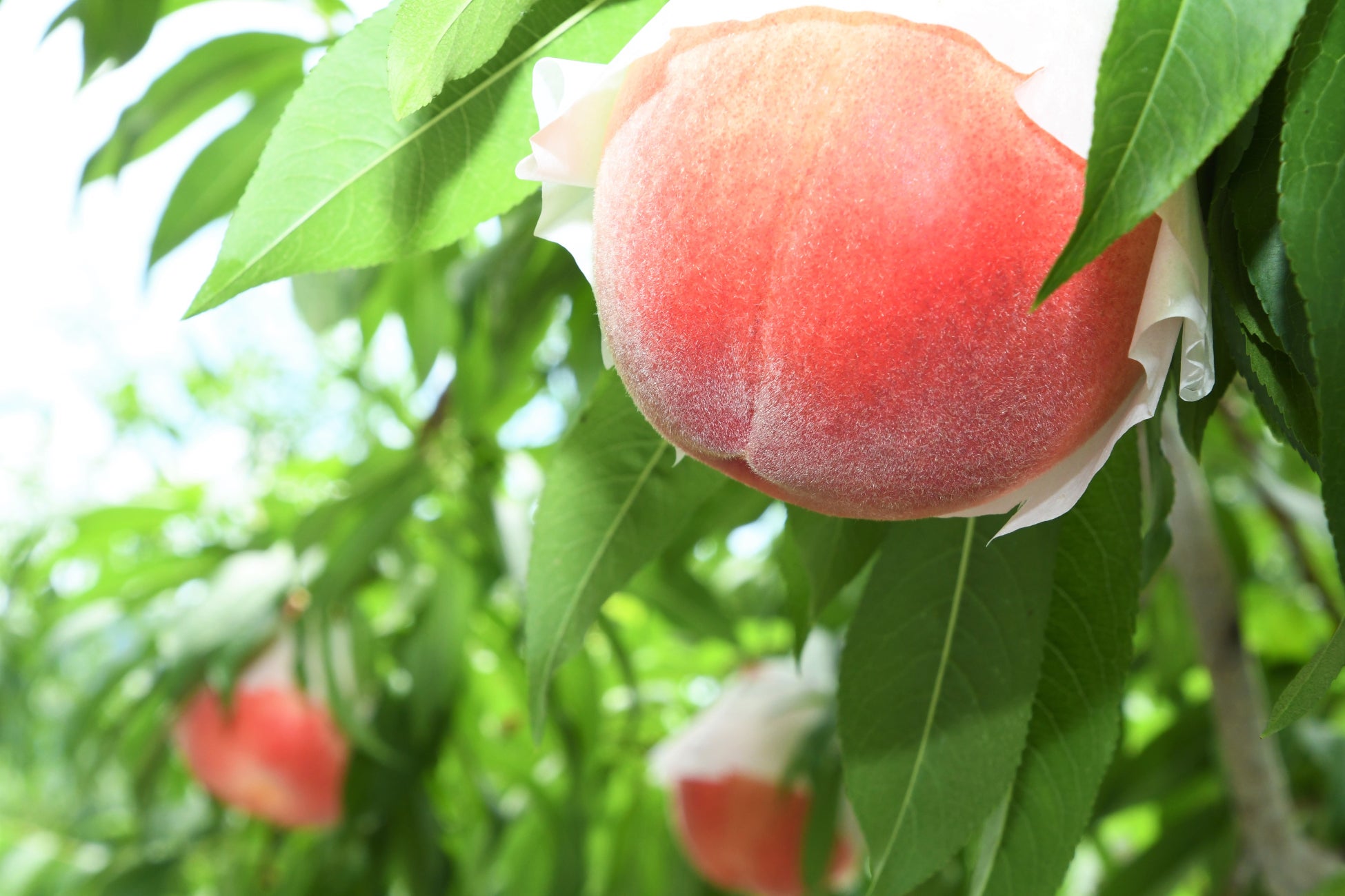 【岐阜県高山市】飛騨桃の収穫が最盛期を迎えています